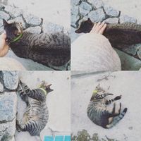 cat owner at Salad Memory in Phuket