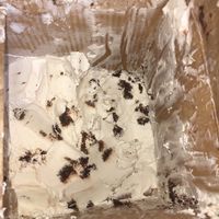 F'Oreo!  at FoMu - Tremont in Boston