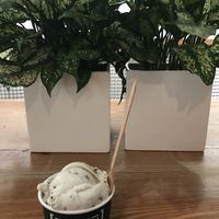 Fresh mint chunk (blueberry shortbread underneath) at FoMu - Tremont in Boston