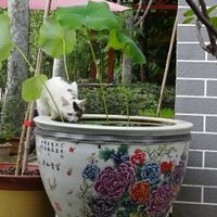 Cat in the garden at Shangdao Vegetarian 上道素食 in Xian