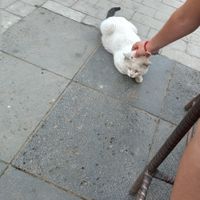 Several cats outside:) at Shangdao Vegetarian 上道素食 in Xian