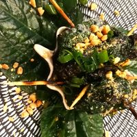 Vegan la lot. at Rendezvous du Vietnam in Cairns