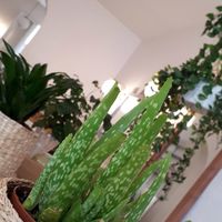 deco at Yem'a Paris in Paris