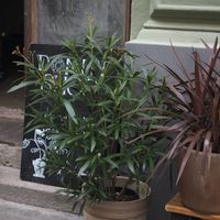 Great atmosphere at Donut Shop in Prague