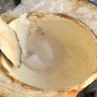 All of the coconut meat in my $12 coconut.  at Coconut Caboose in Paia