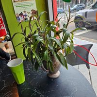  at Buddha Bowl Cafe in Newtown