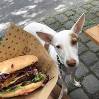 dog friendly, they brought the dogs water at Swing Kitchen - Kaiserfeldgasse in Graz