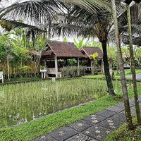 Ambience at Warung Mogan in Dalung