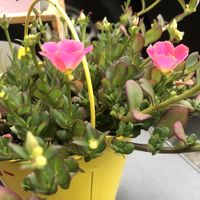 Cute table decorations  at Botanique in Hasselt