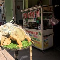 Danny the iguana at Phi Banh Mi in Hoi An