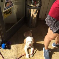 Dog friendly  at Dino Gelateria Italiana in Barcelona