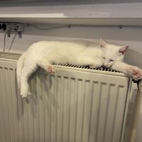 Katze auf der Heizung at Katzencafe Miezhaus in Bielefeld