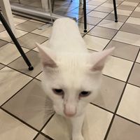 Eine der 5 Katzen at Katzencafe Miezhaus in Bielefeld