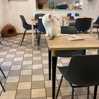   at Katzencafe Miezhaus in Bielefeld