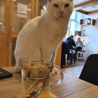 😻 at Katzencafe Miezhaus in Bielefeld