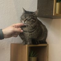   at Katzencafe Miezhaus in Bielefeld