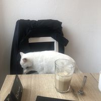   at Katzencafe Miezhaus in Bielefeld