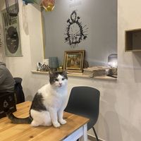 Lea  at Katzencafe Miezhaus in Bielefeld