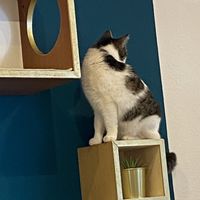   at Katzencafe Miezhaus in Bielefeld