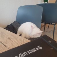  at Katzencafe Miezhaus in Bielefeld