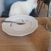  at Katzencafe Miezhaus in Bielefeld