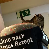 kitty cat at Katzencafe Miezhaus in Bielefeld