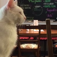 One of the five  at Katzencafe Miezhaus in Bielefeld