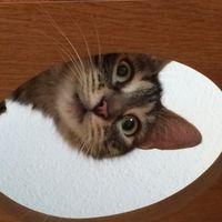   at Katzencafe Miezhaus in Bielefeld