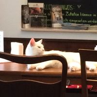   at Katzencafe Miezhaus in Bielefeld