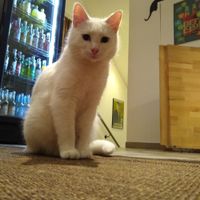 Professor   at Katzencafe Miezhaus in Bielefeld