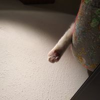 Lea  at Katzencafe Miezhaus in Bielefeld