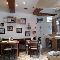 The cosy look at Katzencafe Miezhaus in Bielefeld