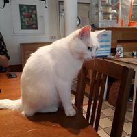 Cat ♡ at Katzencafe Miezhaus in Bielefeld