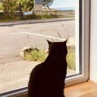 House cat at Cocoa Mountain in Durness