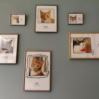 Inhabitants of Cat café "Ditjes & Katjes". at Kattencafé Ditjes & Katjes in The Hague