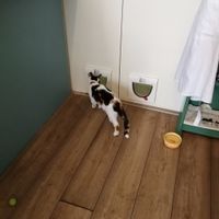 Inhabitants of Cat café "Ditjes & Katjes". at Kattencafé Ditjes & Katjes in The Hague