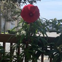 Gorgeous View While Dining  at Stella's Cafe in Wildwood