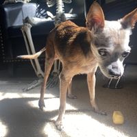 Doggo Stole a Vegan 🌱 Donut Hole (Gifted w/Purchase of Filled Donut) • Doggo Approved   at Vegan Donut Gelato in Oakland