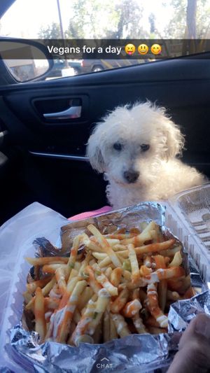 Even my dog loved it!!  at Loving Hut in Upland