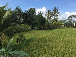 View from the pool: rice field at Ubud Sari Health Resort in Ubud