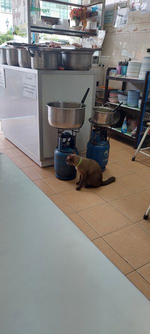 Store cat at Aroi Vegetarian food - Arawy in Bangkok