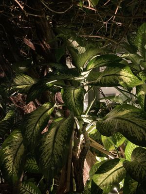 Garden vibes   at The Vegetarian Cottage in Bangkok