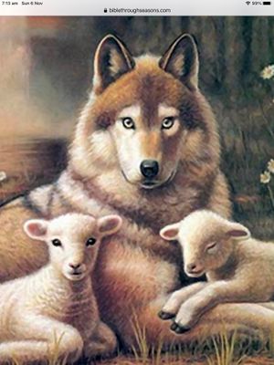 Beautiful  at Wolf & Lamb Vegan in Nimbin