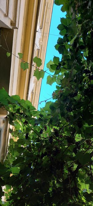  at Hollerei in Vienna