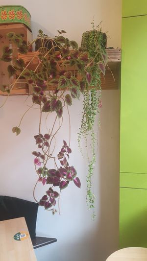 Real beautifull plants 🌱😊 at Greenway in Ghent