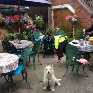 Courtyard and dog  at Nutters in Hereford