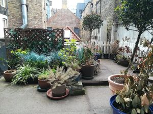 Outside roof garden at Mildreds - Soho in London