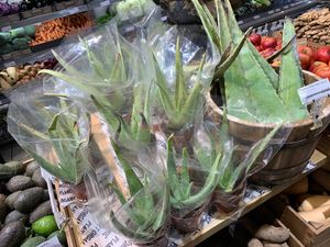 Aloe! at Planet Organic in West London