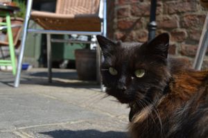 A sweet kitty who lives near El Piano and came to hang out with us on the outdoor patio. at El Piano in York