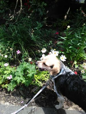 Beer garden out back where dogs are welcomed at The Whale Tail Cafe in Lancaster
